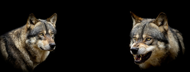 grey wolf with a black background