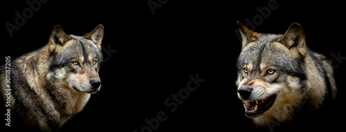 Fotomural Grey wolf with a black background