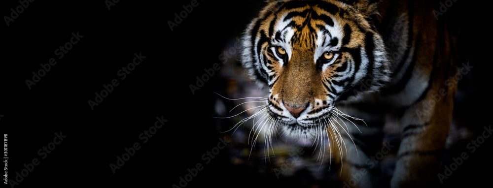 Tiger with a black background - obrazy, fototapety, plakaty 
