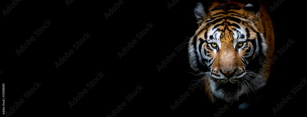Obraz na płótnie Tiger with a black background w salonie