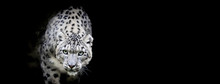 Snow Leopard With A Black Background