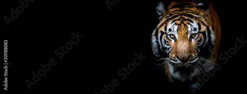Tiger with a black background Wallpaper Mural