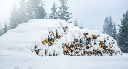 Wall Mural - Wooden Logs with winter Forest in background. Trees or trunks cut and stacked in big pile covered with heavy snow.