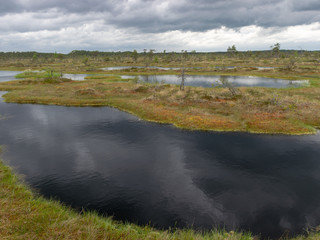 Wall Mural - landscape with bog lake and small islands, bog pines and water reflections