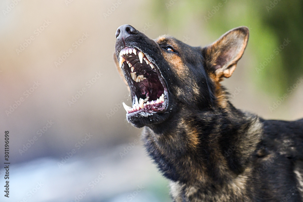 Aggressive dog shows dangerous teeth. German sheperd attack head detail. - obrazy, fototapety, plakaty 