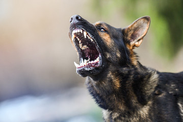 Aggressive dog shows dangerous teeth. German sheperd attack head detail.