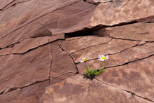 Arctic Dwarf Daisies Grew In A Crack In The Rock. The Concept Of The Will To Live