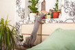 © Nelly - Gray domestic sphinx cat in the bedroom. Sphynx cat walks in the apartment, sniffs indoor flowers.