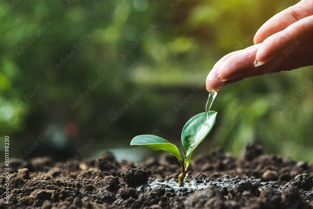 Hand of person watering young tree in the garden with sunshine on nature background. - obrazy, fototapety, plakaty 