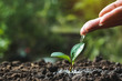 © mintra - Hand of person watering young tree in the garden with sunshine on nature background.