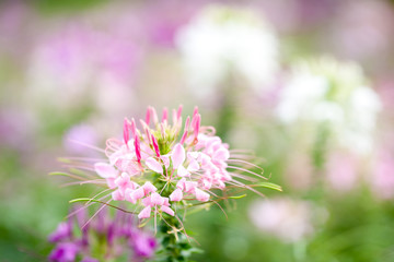 Aufkleber - pink flower in garden with blur