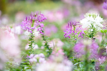 Aufkleber - pink flower in garden with blur