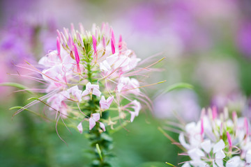 Aufkleber - pink flower in garden with blur