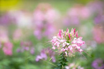 Aufkleber - pink flower in garden with blur