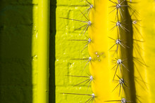 Acid Green Brick Wall And Green Cactus Macro Create An Interesting Abstract Compostiion.