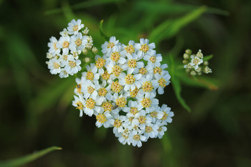 Wall Mural - Top view of white flowers of Achillea salicifolia or milfoil on dark background