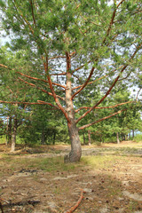 Wall Mural - Branchy evergreen pine tree with reddish wavy stem in summer sunny day