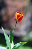 Fototapeta Tulipany - Beautiful spring Tulip.