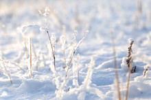 Winter Background, Morning Frost On The Grass With Copy Space