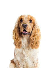 Sticker - English Spaniel dog on a white background