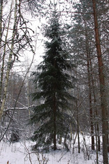 Snow covered fir trees in cold winter day. Seasonal nature in East Europe.