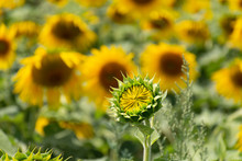 A Baby Sunflower Waits For Its Petals To Unfurl.  Larger Flowers Are Seen In A Blurred Background.