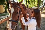 Fototapeta Konie - Make an injection. Female vet examining horse outdoors at the farm at daytime