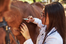 Make An Injection. Female Vet Examining Horse Outdoors At The Farm At Daytime