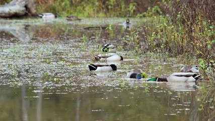 Wall Mural - ducks in the pond