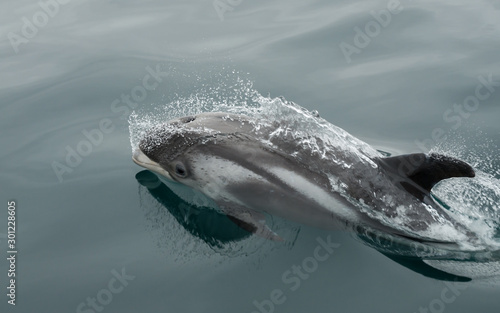 Dauphin A Bec Blanc Sautant Hors De L Eau Au Large De L Islande Stock Photo Adobe Stock Dauphin A Bec Blanc Sautant Hors De L Eau Au Large De L Islande Stock Photo Adobe Stock