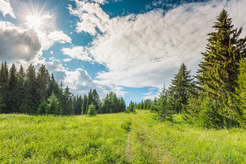 Wall Mural - landscape with green meadow on a hill surrounded by forest, rural road stretching into the distance,