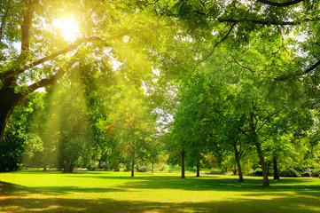 sunrise beam in the beautiful park.