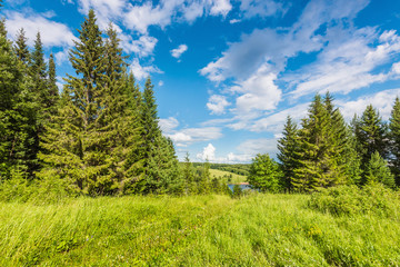 Wall Mural - landscape with green meadow on a hill surrounded by forest, rural road stretching into the distance,