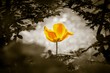Yellow tulip soul in black white for peace heal hope. The flower is symbol for power of life and mind strength beyond grief death and sorrows. Also symbolizes healing of stress or burnout