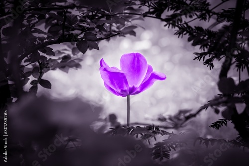 Purple tulip soul in black white for peace heal hope. The flower is symbol for power of life and mind strength beyond grief death and sorrows. Also symbolizes healing of stress or burnout