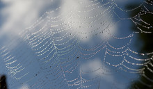 Dew Drops On A Spider Web