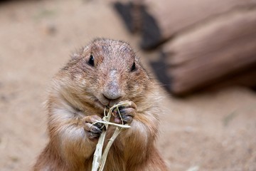 prairie dog ( cynomys  ludovicianus ) eating dry grass