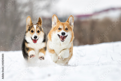 Cuadros en Lienzo welsh corgi dog running outdoors in the snow