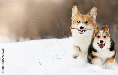 Photo welsh corgi dog running outdoors in the snow