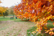 Autumn Color in Grove Park, Harborne, Birmingham