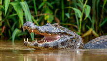 Cayman Holds His Head Above The Water And Opened His Mouth. Close-up. Brazil. Pantanal National Park. South America.