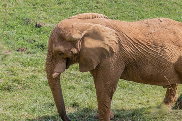 Wall Mural - an african elephant enjoying in a green meadow