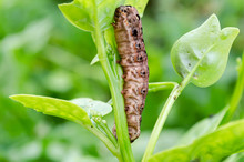 Close-up Of Armyworm On Climbing Spinach Stalk