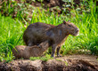 © gudkovandrey - Capybara Mom and baby near a river. Brazil. Pantanal National Park. South America.