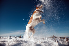 Jumping Fox Terrier Enjoying Snow.
