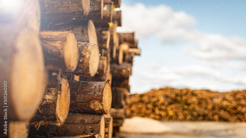 Przemysł drzewny - drewno - produkcja papieru - obrazy, fototapety, plakaty 
