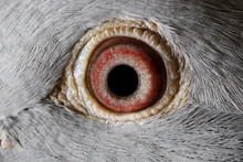 Close Up Image Of Racing Pigeon Eye