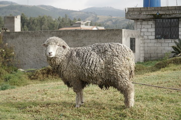 sheep