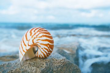 Wall Mural - nautilus sea shell on beach in  soft sunlight