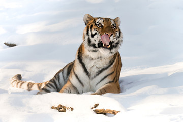 Wall Mural - tiger in snow